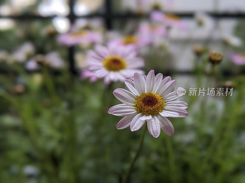 湿园洋甘菊(Tanacetum cinerariifolium，除虫菊的商业，斑点除虫菊，斑点菊花)在雨下的花园